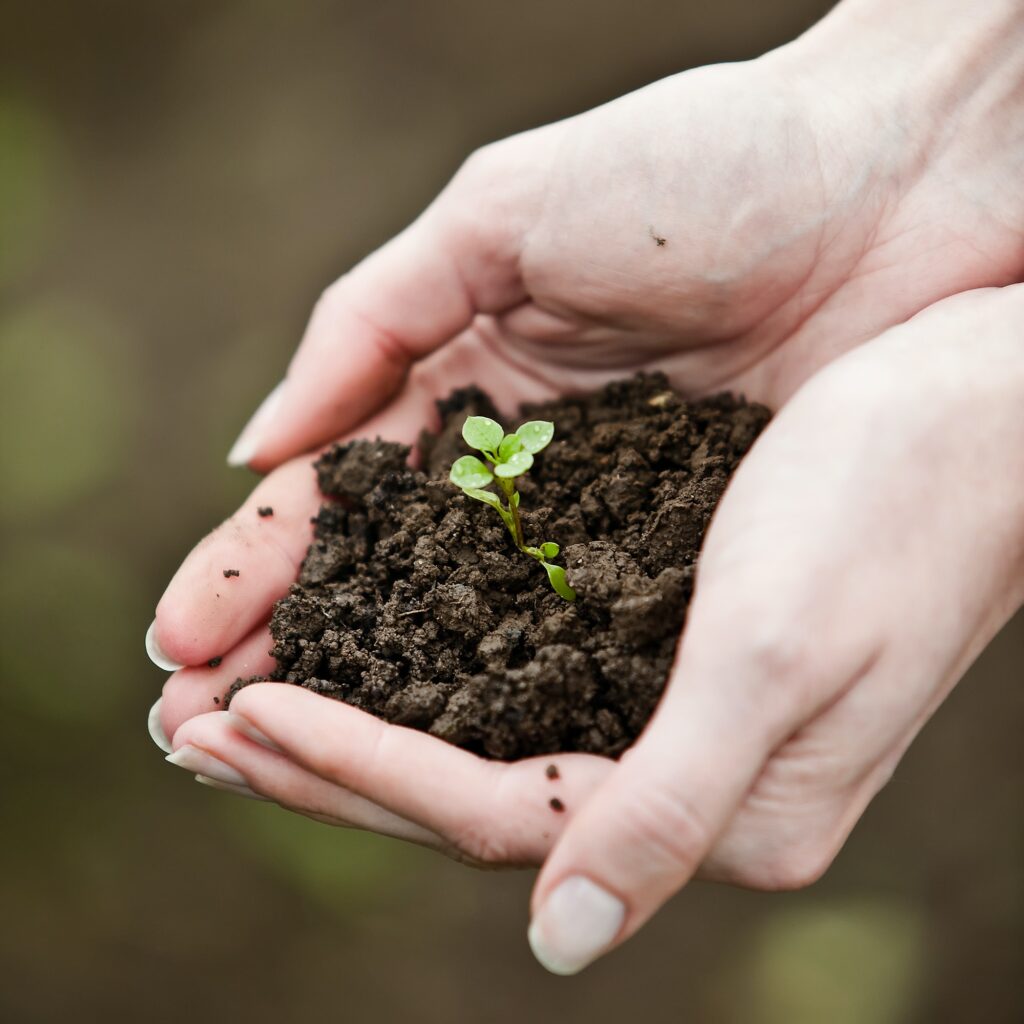 Tyresö 17 hand holding a fresh young plant symbol of new life and environ